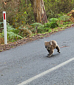Koala (Phascolarctos cinereus) walking on road, Otway National Park, Victoria, Austraila