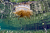 Upside-down Jellyfish (Cassiopea xamachana), Bonaire, Netherlands Antilles, Caribbean