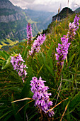 Heath Spotted Orchid (Dactylorhiza maculata) flowers on mountain, Santis Mountain, Alps, Switzerland