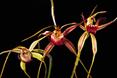 Orchid (Caladenia sp) pair with their natural hybrid in between, Albany, western Australia