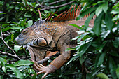 Green Iguana (Iguana iguana), Selva Verde, Costa Rica