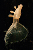 Lion Nudibranch (Melibe leonina) feeding, California