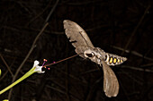 Five-spotted Hawkmoth (Manduca quinquemaculata) feeding on Longtube Four O'clock (Mirabilis longiflora) nectar, Arizona