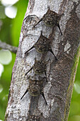 Proboscis Bat (Rhynchonycteris naso) group roosting on the underside of branch, Smithsonian Tropical Research Station, Barro Colorado Island, Panama