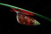 Land Snail (Camaenidae) at night, Lambir Hills National Park, Sarawak, Malaysia