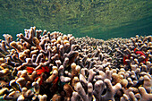 Hump Coral (Porites sp), Bastimentos Marine National Park, Bocas del Toro, Panama