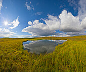 Tundra pond, Denali National Park, Alaska