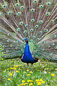 Indian Peafowl (Pavo cristatus) male in displaying, India