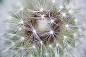 Dandelion (Taraxacum officinale) seed head showing achenes, Bavaria, Germany