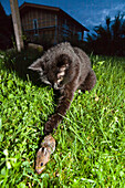 Domestic Cat (Felis catus) catching mouse in garden, Bavaria, Germany