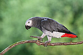 African Grey Parrot (Psittacus erithacus), native to Africa