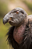 California Condor (Gymnogyps californianus) three year old male, Pinnacles National Park, California