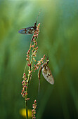 Mayfly pair, England