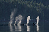 Orca (Orcinus orca) resident pod spouting, Prince William Sound, Alaska