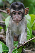 Long-tailed Macaque (Macaca fascicularis) baby, Saba, Malaysia