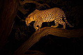 Leopard (Panthera pardus) female descending tree at night, Moremi Game Reserve, Okavango Delta, Botswana
