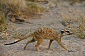 Meerkat (Suricata suricatta) walking, Makgadikgadi Pans, Kalahari Desert, Botswana