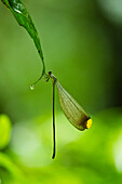 Helicopter Damselfly (Microstigma rotundatum) male, Yasuni National Park, Amazon Rainforest, Ecuador