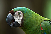 Chestnut-fronted Macaw (Ara severa), Yasuni National Park, Amazon Rainforest, Ecuador