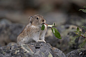 American Pika (Ochotona princeps) carrying vegetation in mouth, Yukon, Canada