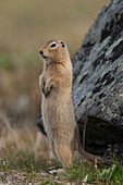 Arctic Ground Squirrel (spermophilus parryii) standing on hind legs, Yukon, Canada