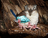 Blue-winged Kookaburra (Dacelo leachii) male in nest with hatchlings begging, Townsville, Queensland, Australia