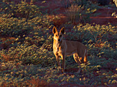Dingo (Canis lupus dingo) female, Uluru, Northern Territory, Australia
