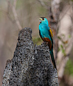 Golden-shouldered Parrot (Psephotus chrysopterygius) male on the termite mound containing its nest, Cape York Peninsular, Queensland, Australia