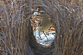 Great Bowerbird (Chlamydera nuchalis) male decorating bower with shells, Townsville, Queensland, Australia