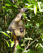 Lumholtz's Tree-kangaroo (Dendrolagus lumholtzi) female with pouched joey, Atherton Tableland, Queensland, Australia