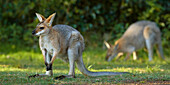 Red-necked Wallaby (Macropus rufogriseus) males feeding on grass, Bunya Mountains National Park, Queensland, Australia