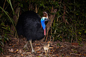 Southern Cassowary (Casuarius casuarius) male with chick foraging, Kuranda, Queensland, Australia