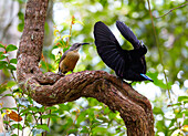 Victoria's Riflebird (Ptiloris victoriae) male displaying for female on vine lek, Malanda, Queensland, Australia