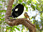 Victoria's Riflebird (Ptiloris victoriae) male displaying for female on vine lek, Malanda, Queensland, Australia