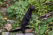 American Mink (Neovison vison) in dark winter coat standing on hind legs, Haines, Alaska