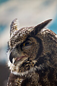 Great Horned Owl (Bubo virginianus) portrait, Haines, Alaska