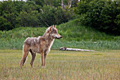 Wolf (Canis lupus), Katmai National Park, Alaska