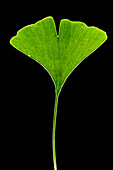 Ginkgo (Ginkgo biloba) leaf, domesticated worldwide