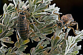 Sagebrush Grig (Cyphoderris strepitans) female and male, Wyoming