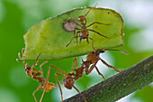 Leafcutter Ant (Atta cephalotes) worker on leaf protecting larger workers carrying leaf from parasitoid flies, Costa Rica