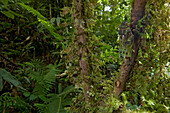 Cicada (Cosmopsaltria sp) camouflaged on branch, New Britain Island, Papua New Guinea