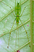 Katydid (Neophisis brachyptera) mimicking the veination of leaf, Papua New Guinea