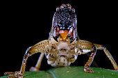 Solom Katydid (Salomona bispinosa), Papua New Guinea