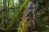 Stag Beetle (Cyclommatus eximius) in rainforest, New Britain Island, Papua New Guinea