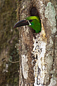 Crimson-rumped Toucanet (Aulacorhynchus haematopygus) peeking out of nest hole, Intag Valley, northwest Ecuador