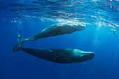 Sperm Whale (Physeter macrocephalus) pair with diver, Caribbean Sea, Dominica