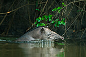 Brazilian Tapir (Tapirus terrestris) swimming, Cristalino River, Amazonia, Brazil