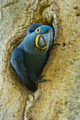 Hyacinth Macaw (Anodorhynchus hyacinthinus) in nesting hole, Pantanal, Brazil