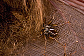 Wingless Bat Fly (Nycteribiidae) parasite on bat wing membrane, Papua New Guinea