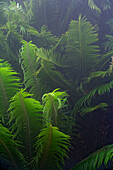 Modjadji Cycad (Encephalartos transvenosus) young leaves, Modjadji Cycad Reserve, South Africa